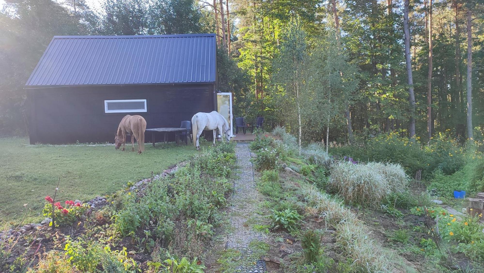 Modern Sauna Cabin In Horse Ranch Liyeplauke Extérieur photo